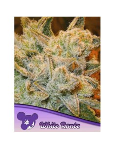 Anesia Seeds White Runtz...