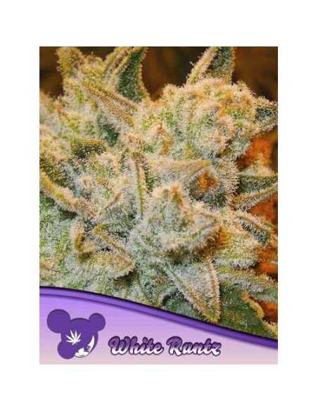 Anesia Seeds White Runtz Femm 3 Semi