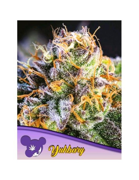 Anesia Seeds Yuhbary Femm 3 Semi