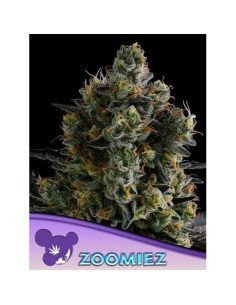 Anesia Seeds Zoomiez Femm 3...