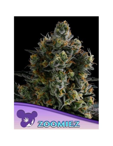 Anesia Seeds Zoomiez Femm 3 Semi
