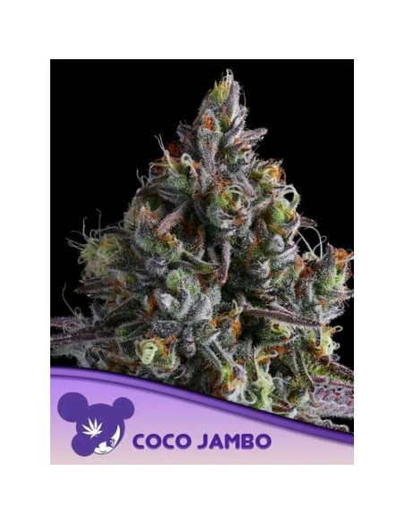 Anesia Seeds Coco Jambo Femm 5 Semi