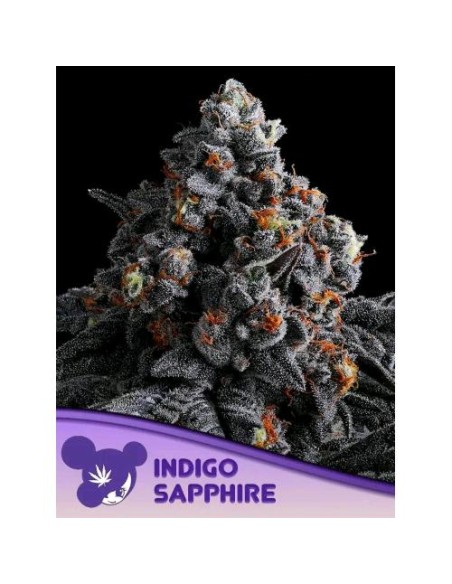 Anesia Seeds Purple Lobster Femm 5 Semi