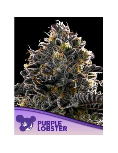 Anesia Seeds Purple Lobster...