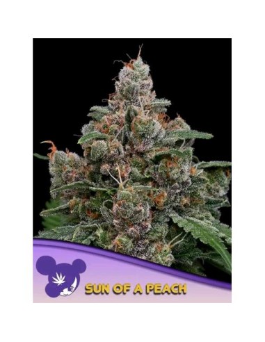 Anesia Seeds Sun Of A Peach Femm 5 Semi