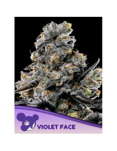 Anesia Seeds Violet Face...