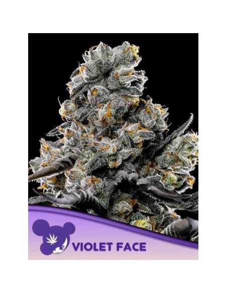 Anesia Seeds Violet Face Femm 5 Semi
