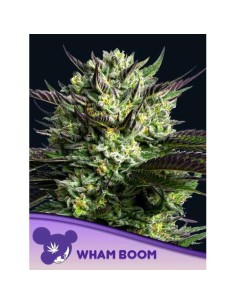 Anesia Seeds Wham Boom Femm...