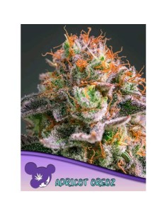 Anesia Seeds Apricot Oreoz...