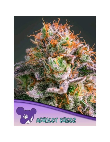 Anesia Seeds Apricot Oreoz Femm 5 Semi