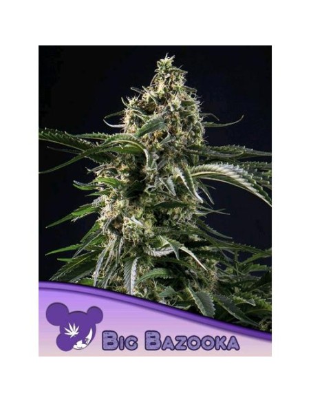 Anesia Seeds Big Bazooka 5 Semi