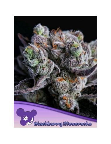Anesia Seeds Blackberry Moonrocks Femm 5 Semi