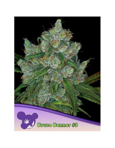 Anesia Seeds  Bruce Banner 3 Femm 5 Semi