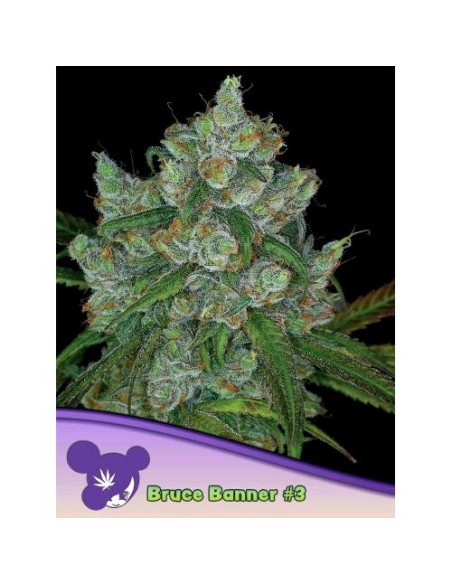 Anesia Seeds  Bruce Banner 3 Femm 5 Semi