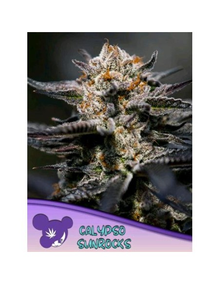 Anesia Seeds Calypso Sunrocks Femm 5 Semi
