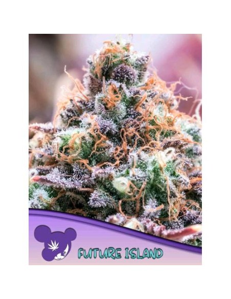 Anesia Seeds Future Island Femm 5 Semi