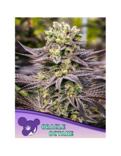 Anesia Seeds Oracle Octane...