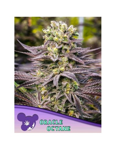 Anesia Seeds Oracle Octane Femm 5 Semi