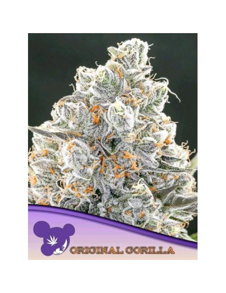 Anesia Seeds Original Gorilla 4 Femm 5 Semi
