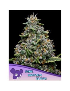 Anesia Seeds Pink Matcha...