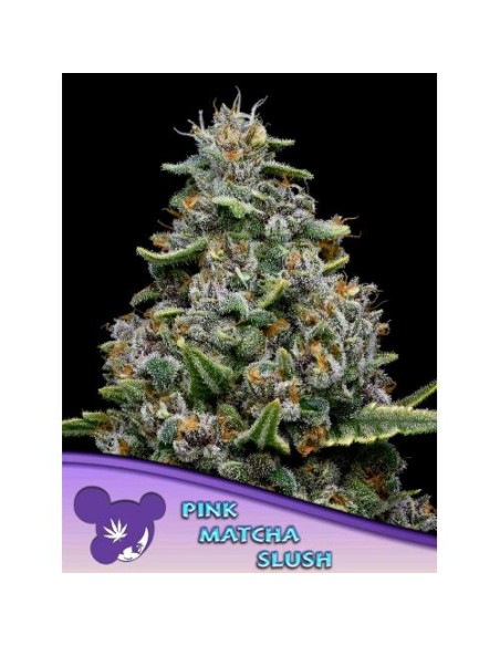 Anesia Seeds Pink Matcha Slush Femm 5 Semi