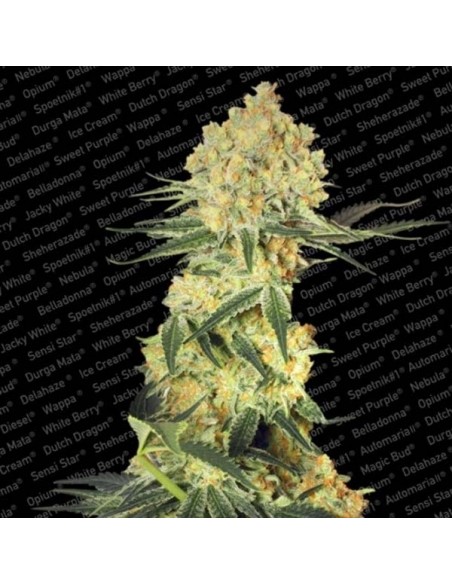 Paradise Seeds - Auto Collection Pack 1 Wappa