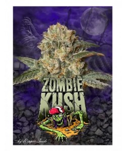 Ripper Seeds - Zombie Kush - 1 seme 2
