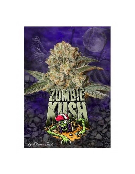 RIPPER SEEDS - ZOMBIE KUSH - 1 SEME FEM
