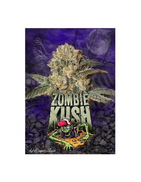 RIPPER SEEDS - ZOMBIE KUSH - 1 SEME FEM