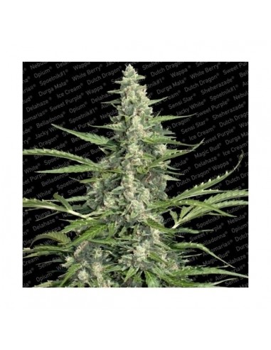 Paradise Seeds - Auto Collection Pack 2