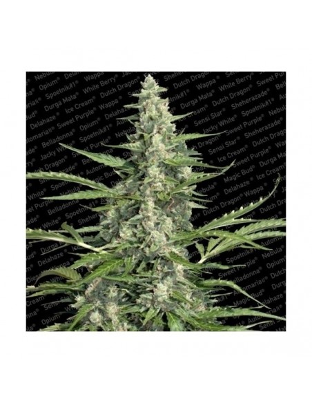 Paradise Seeds - Auto Collection Pack 2