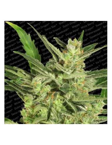 Paradise Seeds - Auto Collection Pack 2