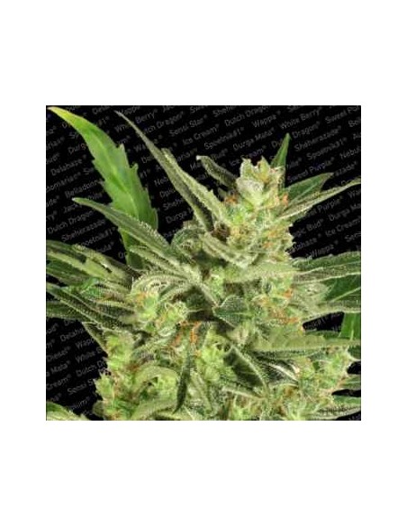 Paradise Seeds - Auto Collection Pack 2