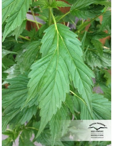 Auto Duck - 7 Semi - Dutch Passion