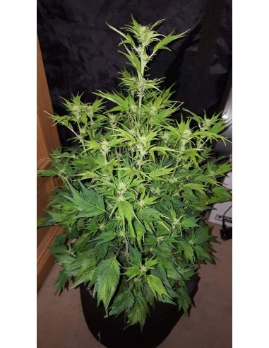 Auto Duck - 7 Semi - Dutch Passion