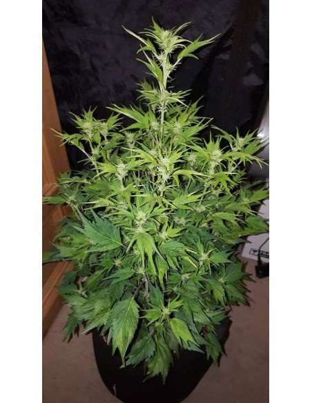 Auto Duck - 7 Semi - Dutch Passion