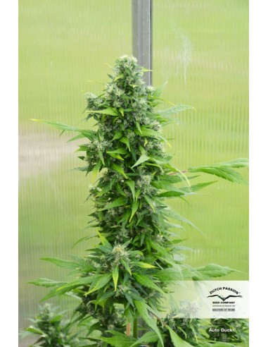 Auto Duck - 7 Semi - Dutch Passion