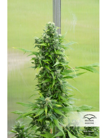 Auto Duck - 7 Semi - Dutch Passion