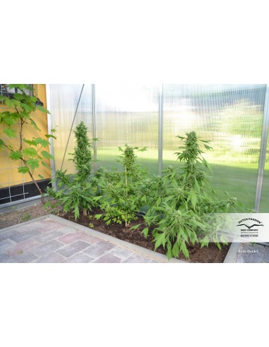 Auto Duck - 7 Semi - Dutch Passion