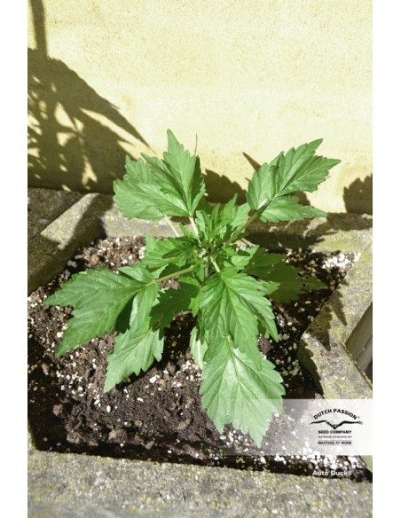 Auto Duck - 7 Semi - Dutch Passion