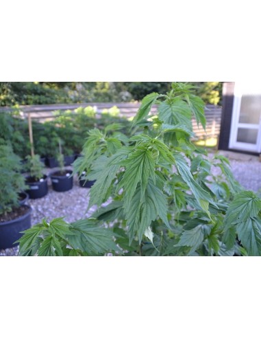 Auto Duck - 7 Semi - Dutch Passion