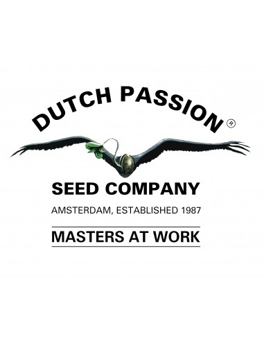 Auto Blueberry - 3 Semi - Dutch Passion