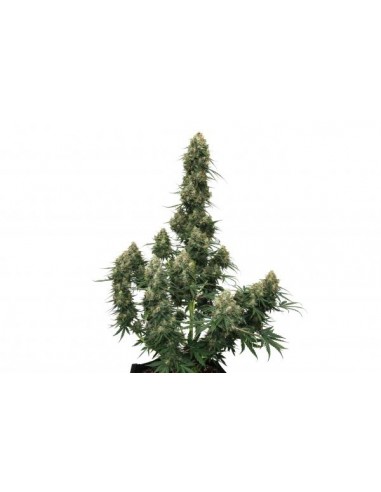 Auto Blueberry - 3 Semi - Dutch Passion