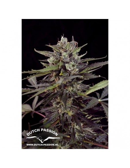 Auto Blueberry - 3 Semi - Dutch Passion