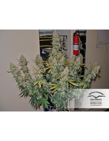 Auto Blueberry - 3 Semi - Dutch Passion