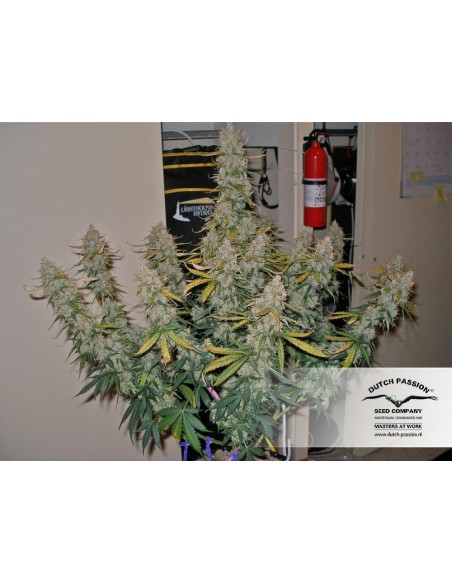 Auto Blueberry - 3 Semi - Dutch Passion