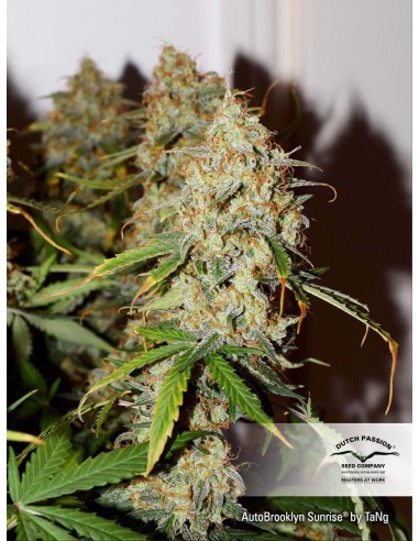 DUTCH PASSION - AUTO BROOKLYN SUNRISE - 3 SEMI