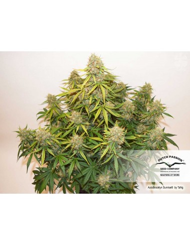 DUTCH PASSION - AUTO BROOKLYN SUNRISE - 3 SEMI