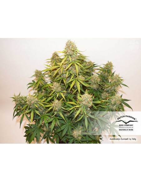 DUTCH PASSION - AUTO BROOKLYN SUNRISE - 3 SEMI