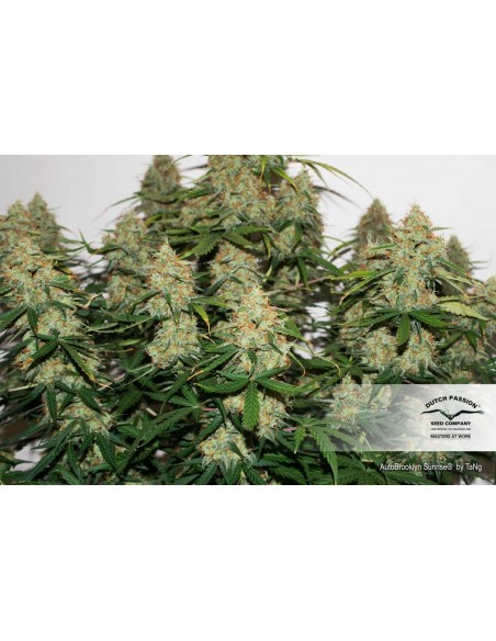DUTCH PASSION - AUTO BROOKLYN SUNRISE - 3 SEMI